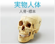 実物人体
