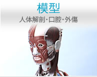 模型